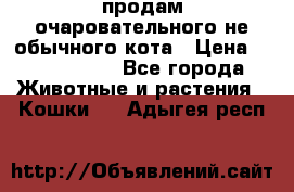 продам очаровательного не обычного кота › Цена ­ 7 000 000 - Все города Животные и растения » Кошки   . Адыгея респ.